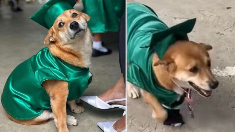 Dog in Cap and Gown Steals the Show at Heartwarming Graduation Ceremony