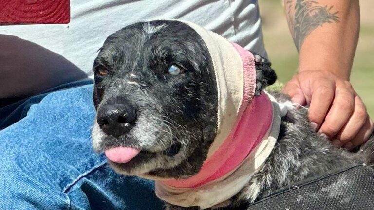 Heroic 12-Year-Old Half Blind Dog Protects Family From Bear