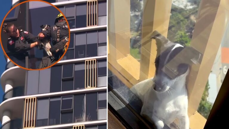 Jack Russell Missing For Two Days Found On 13th Floor Ledge Of Apartment Building