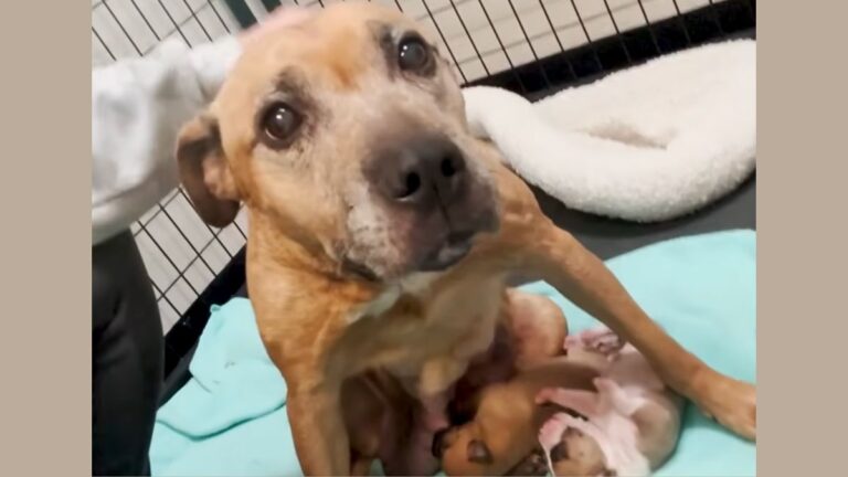 Mama Dog Left With Newborns and Unable to Walk Finally Gets Her Second Chance