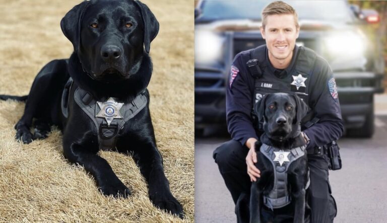 K9 Tracks Down Missing Girl in 12 Minutes On His First Ever Search Mission