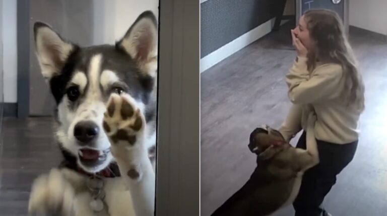 Husky Sneaks Away From Home and Shows Up at Doggy Daycare for Playtime With Her Boyfriend