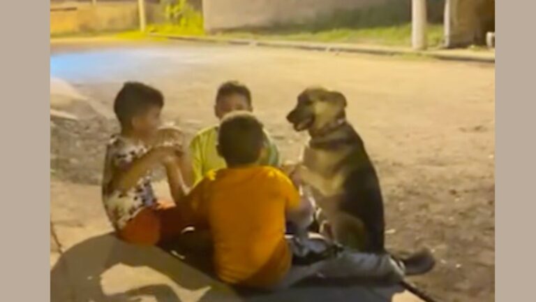 Boys Include Dog In Their Roadside Game In Adorable Video