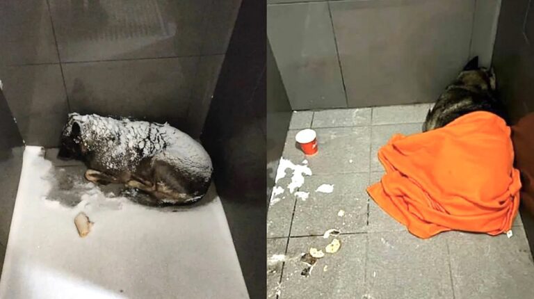 Employee Fired for Helping Warm Stray Dog Outside Restaurant Sparks Public Backlash