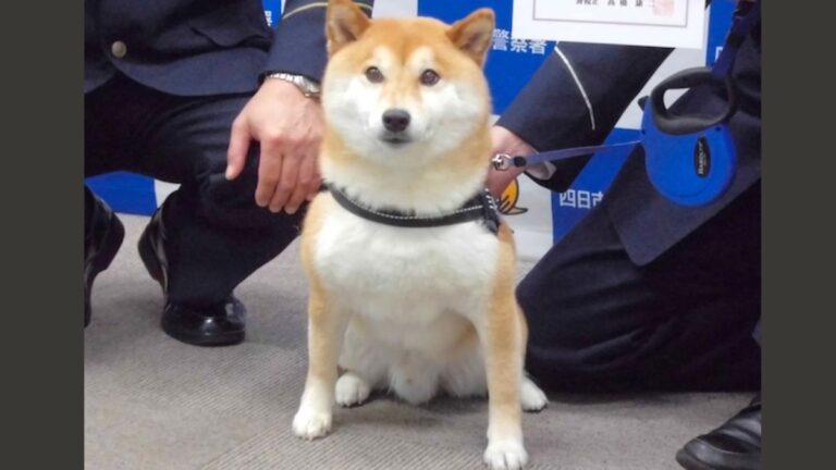 Japan’s Shiba Inu Police Inspector Wins Hearts While Promoting Community Safety