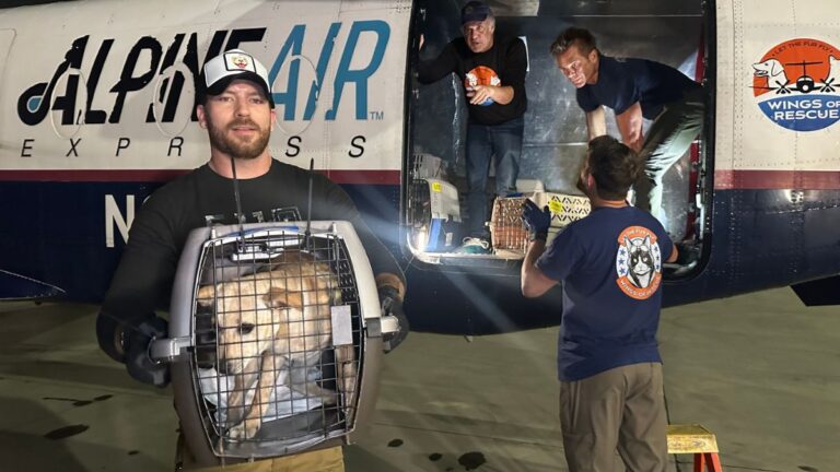 116 Dogs Were About to Be Euthanized — Until Volunteers Raced Against Time to Save Them