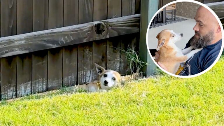 Dog Crawls Under Fence To Visit Neighbors Looking For Love And Affection