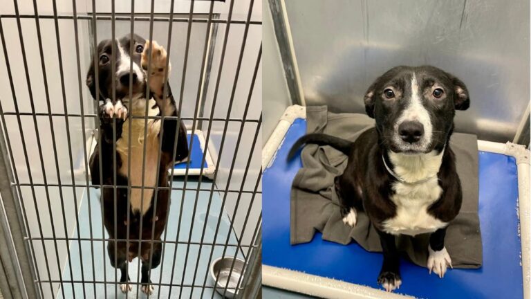 Woman Couldn’t Stop Thinking About A Shelter Dog On The Euthanasia List Who She Locked Eyes With