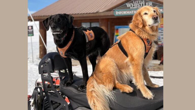 Two Avalanche Rescue Dog Legends Retire After 10 Years Protecting Whistler’s Mountains