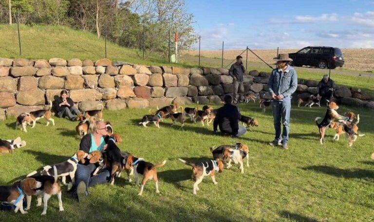 First Dogs of 1,500 Freed From Ridglan Farms and Touch Grass for First Time
