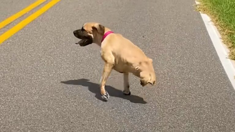 Dog Born Without Working Back Legs Teaches Herself To Run And Refuses To Let Anything Slow Her Down