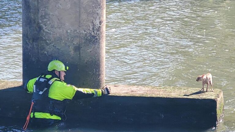 Houston Firefighter Swims Into Bayou to Rescue Tiny Dog — But He Had Other Ideas