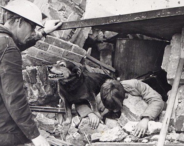 Stray Terrier Became UK’s First Search and Rescue Dog and Saved Over 100 People in WWII