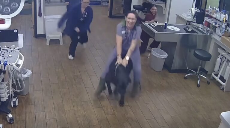 Big Dog Hilariously Decides He's Done With His Veterinarian Check Up