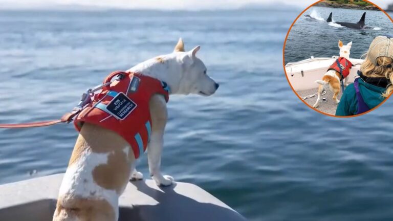Stray Dog Found On the Streets Now Helping Save Endangered Orcas
