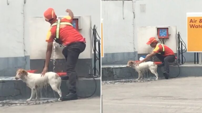 Gas Station Worker Washes Homeless Dog in Philippines