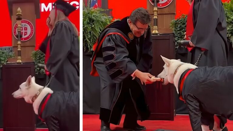Service Dog Gets Special ‘Diploma’ Alongside Her Human At College Graduation