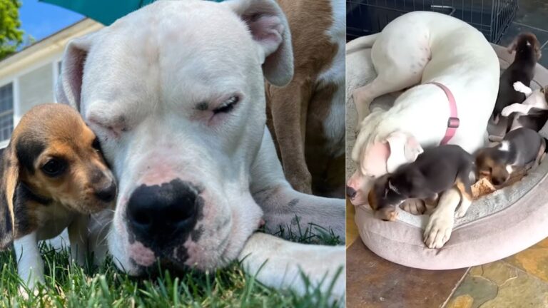 100-Pound Deaf Dog Becomes a Lifeline and Nanny for Rescue Beagle and Her Puppies