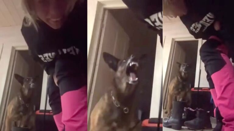 Belgian Malinois’ ‘Air Chomps’ Behind His Owner, Sparks Debate Online