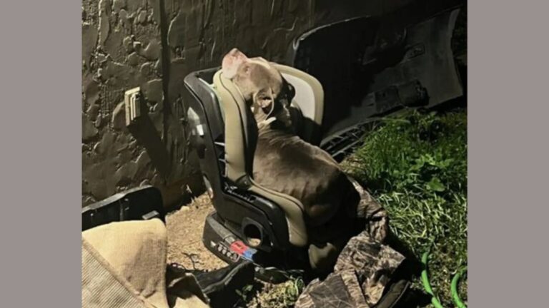 Animal Control Officer Finds Stray Dog Sitting In Child’s Car Seat Trying To Stay Warm