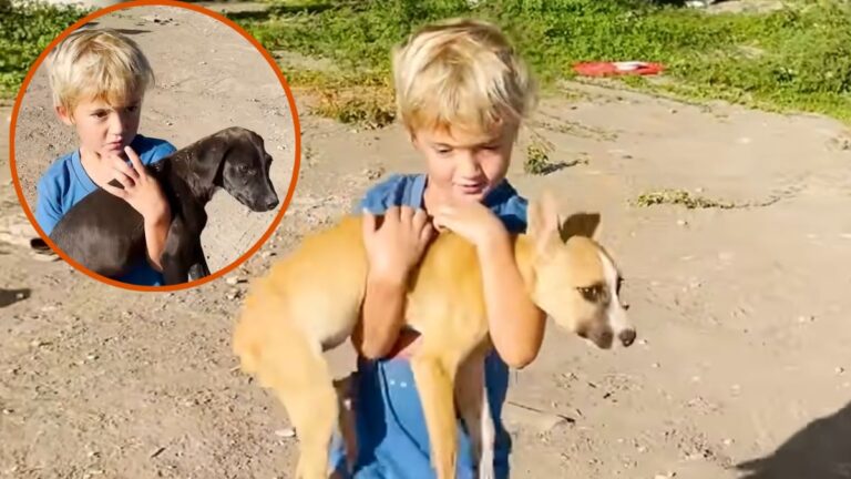 5-Year-Old Boy Sees Abandoned Puppies And Refuses To Leave Them Behind