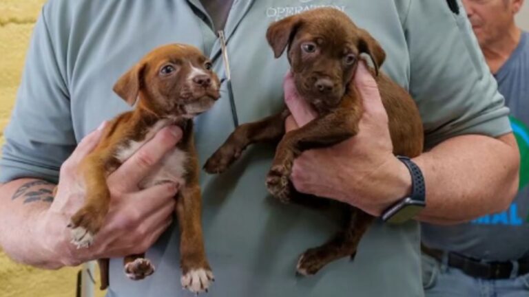 Puppies Rescued From South Georgia Shelter Just Before It Burned to the Ground in Wildfires