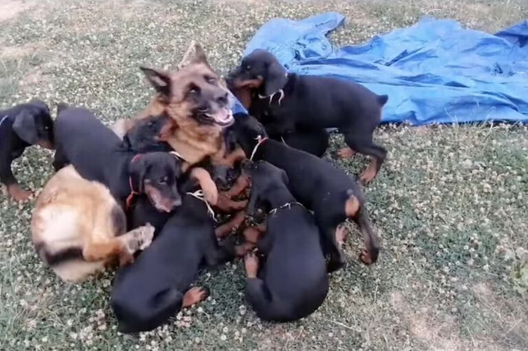 German Shepherd Babysits Doberman Puppies and Gets Playfully Tackled