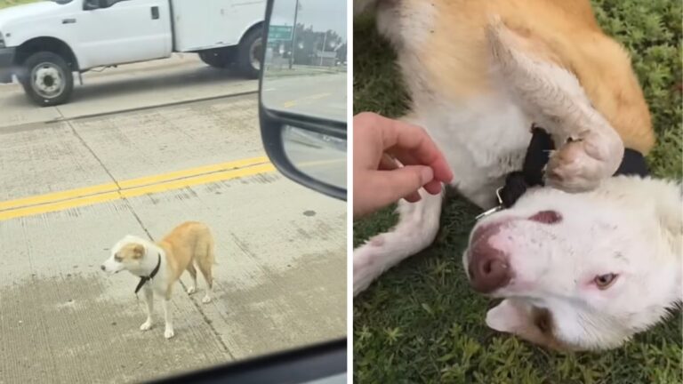 Storm Chaser Runs Across Stray Dog Who Rolls Onto Her Belly When She Greets Her