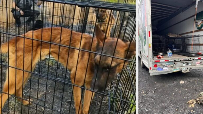 28 Dogs Rescued From Abandoned U-Haul Trailer Found in Pennsylvania Junkyard