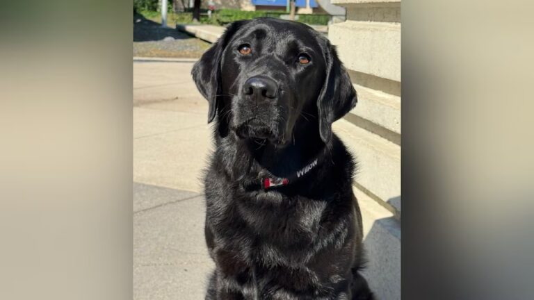 Dog Sniffs Out Electronic Evidence to Protect Children from Exploitation and Harm