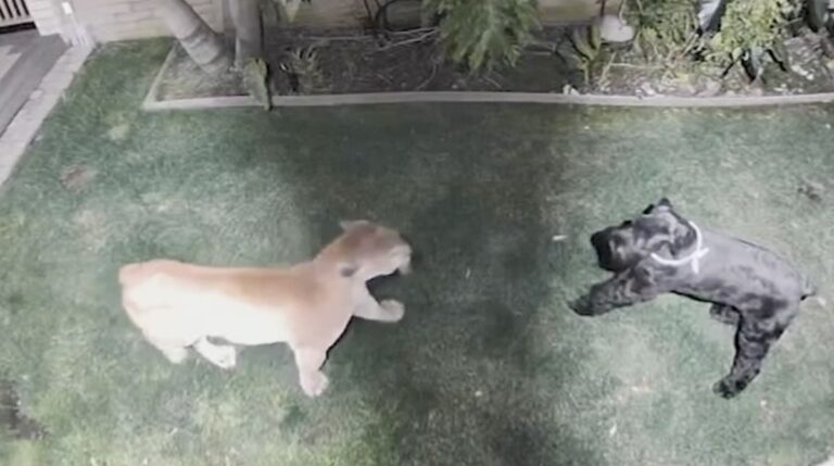 Mountain Lion Pounces On Giant Schnauzer During Routine Bedtime Potty Break