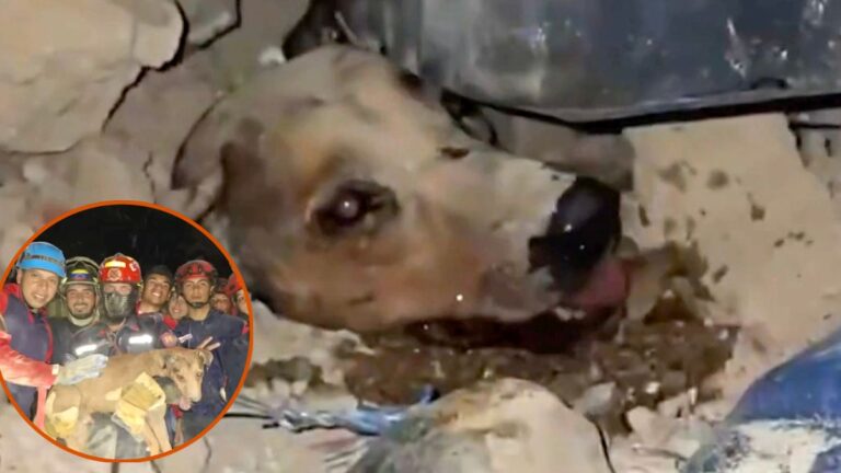Rescue Team Saves Dog buried Under The Rubble From Venezuela Earthquake