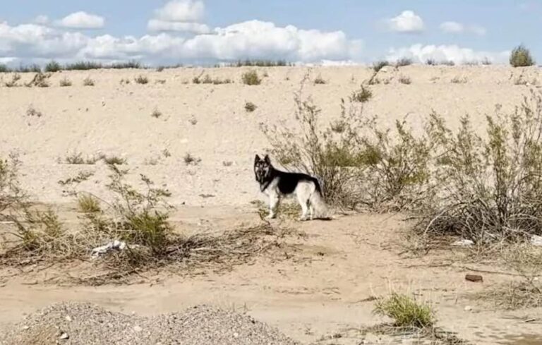 Dog Found Wandering Alone In The Desert After His Family Was Taken By ICE