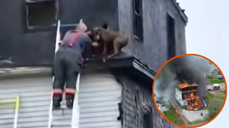 Trapped Inside A Burning House, A Loyal Service Dog Found A Way To Alert Firefighters