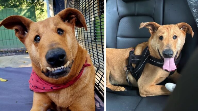 Shelter Dog With ‘Different Toofies’ Finally Finds A Home After 8 Years