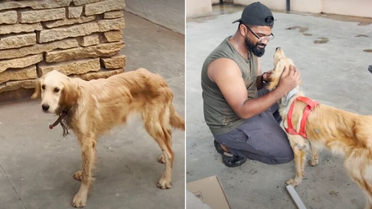 Group of College Students Skips Class To Rescue Hurt Golden Retriever