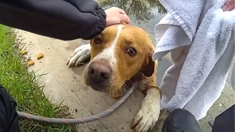 Missing Dog Saved After Being Found Clinging To Side Of Pond At Golf Course