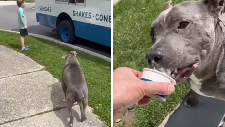 Pit Bull In Hospice Care Surprises His Family With His Ice Cream Runs Every Week