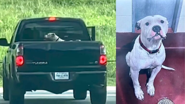 Dog Left In Pickup Bed For 10 Hours On 122-Degree Floor; Owners Face Animal Cruelty Charges