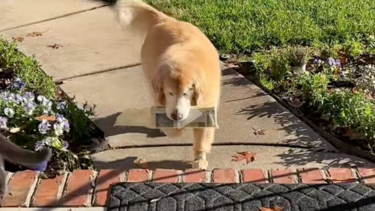 Blind Dog Fetches The Newspaper Every Morning, Making Sure His Family Has It Before Breakfast
