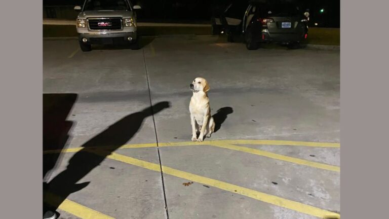Dog Left In A Dollar Tree Parking Lot Waited Hopefully For His Owner To Return