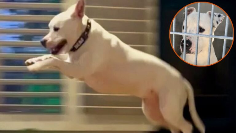 A Deaf Dog Was a Day Away From Euthanasia—Now He Loves ‘Flying’ Across the Couches