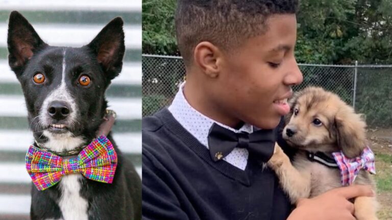 Teen Crafts Handmade Bow Ties to Give Shelter Dogs a Better Chance at Getting Adopted
