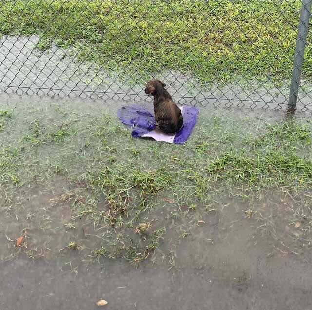 Puppy Abandoned On A Baseball Field During a Storm Silently Waits For Someone To Help Him