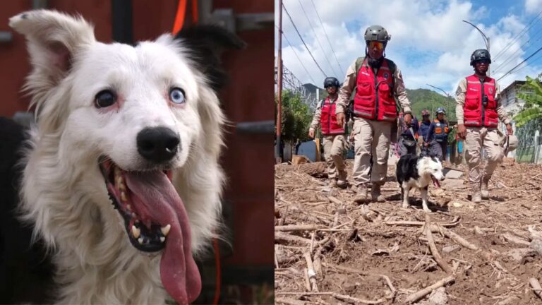 Search and Rescue Dog Has Saved 13 Lives and Brings Hope to Venezuela