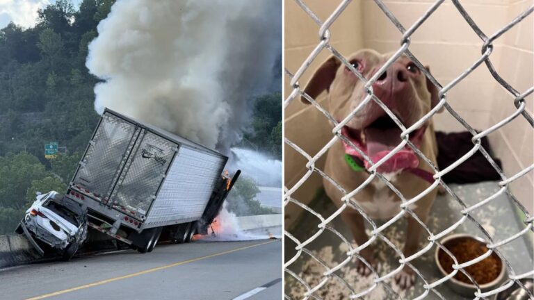 Dog Who Survived Fiery Crash That Killed Her Owner Makes Emotional Journey Home