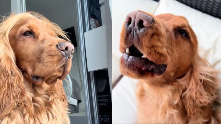 Cocker Spaniel ‘Singing’ Opera Really Hits the High Notes