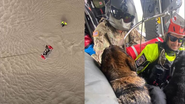 Two Dogs Were Trapped In Rising Texas Floodwaters Until A Black Hawk Crew Spotted Them