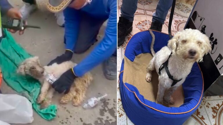 Dog Found Miraculously Alive After 29 Days Buried Beneath Venezuela Earthquake Rubble