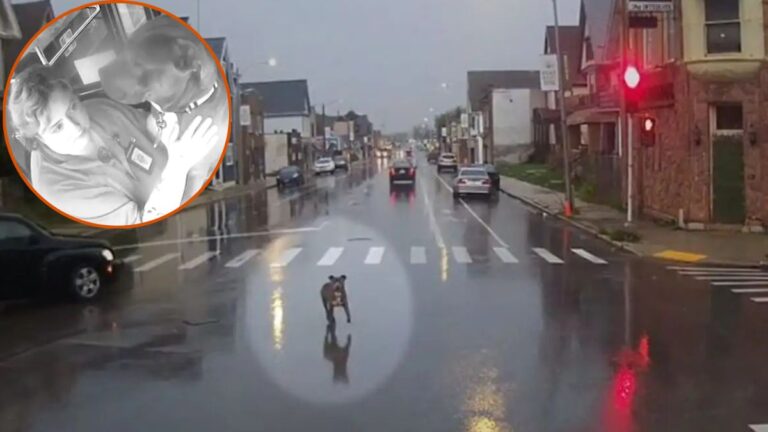 Bus Driver Spots A Lost Dog Standing In The Rain And Knows She Has To Stop